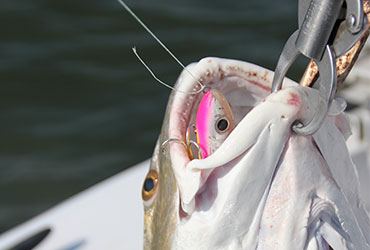 Inshore Lures of Choice? Heddon Spooks!