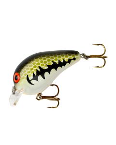 Baby Bass/Orange Belly