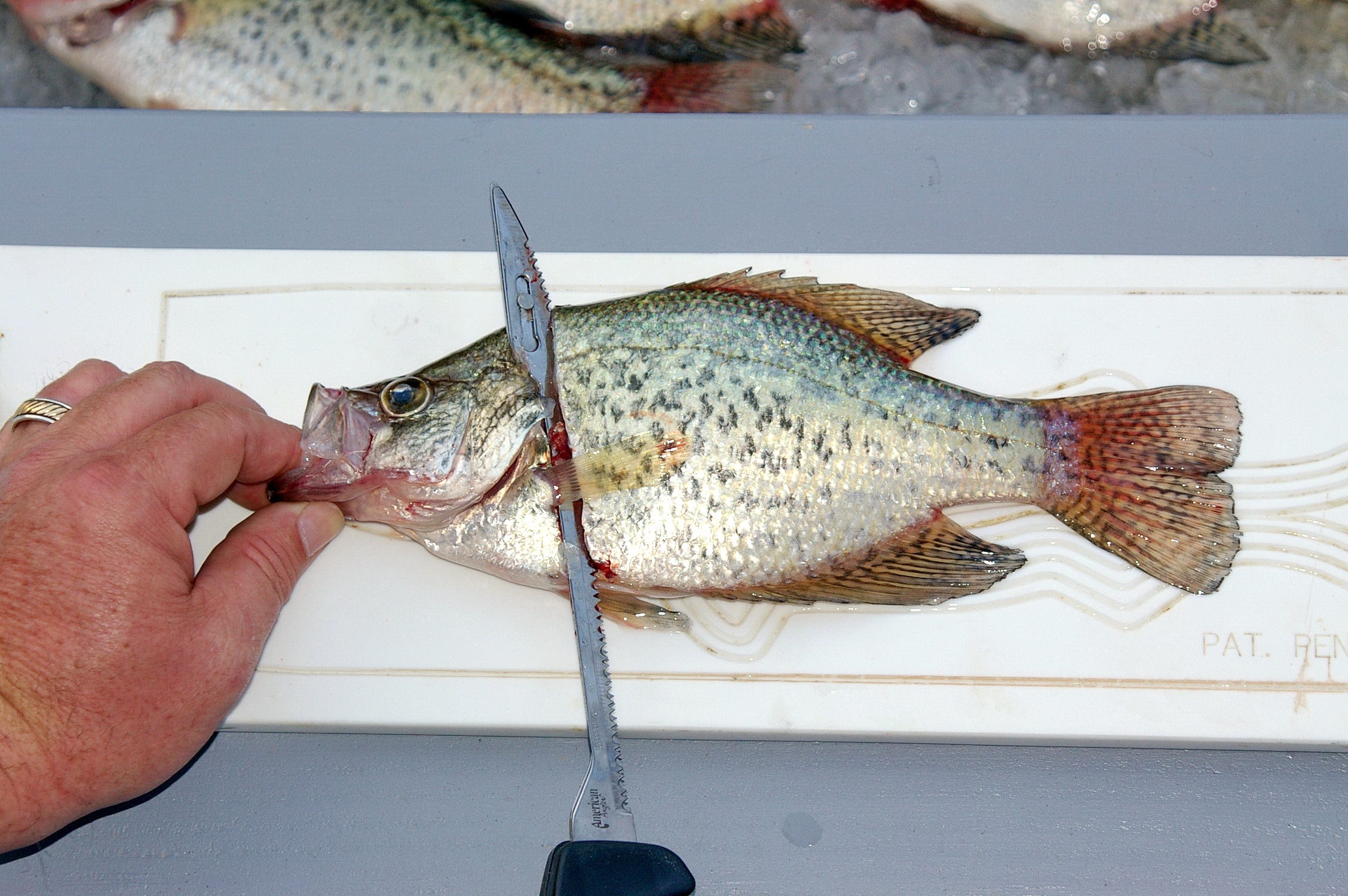 fish cleaning steps