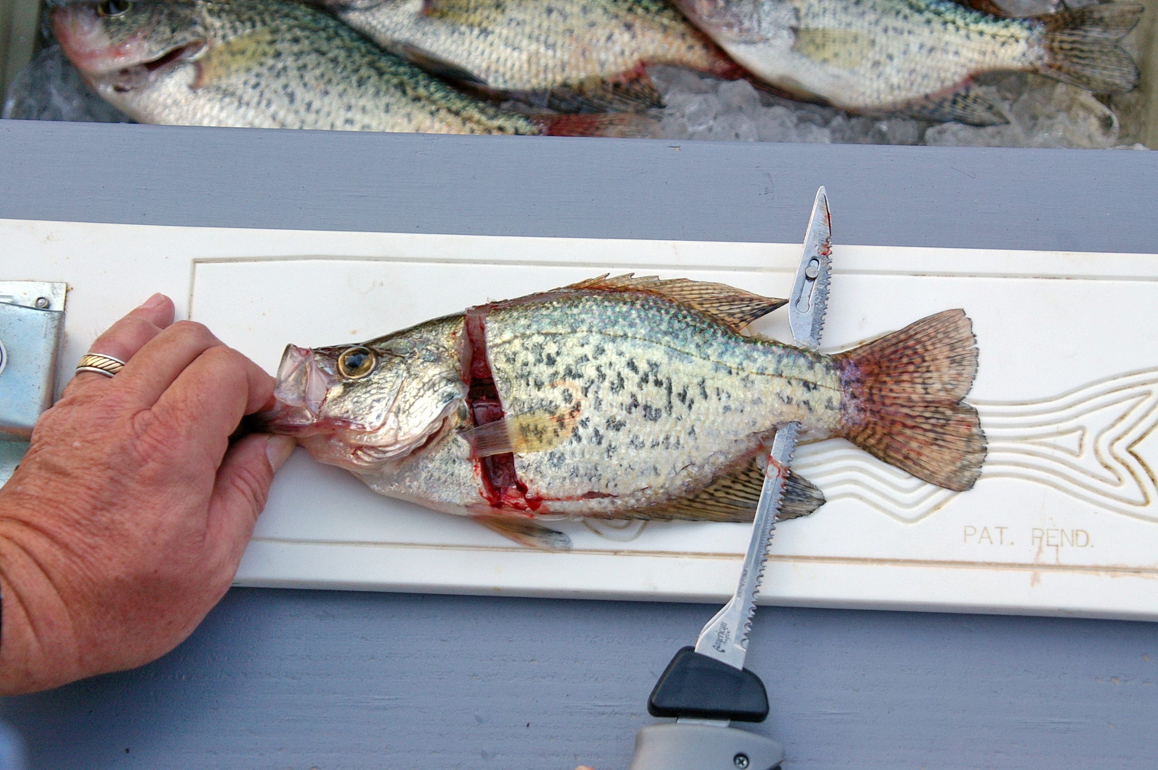 fish cleaning steps