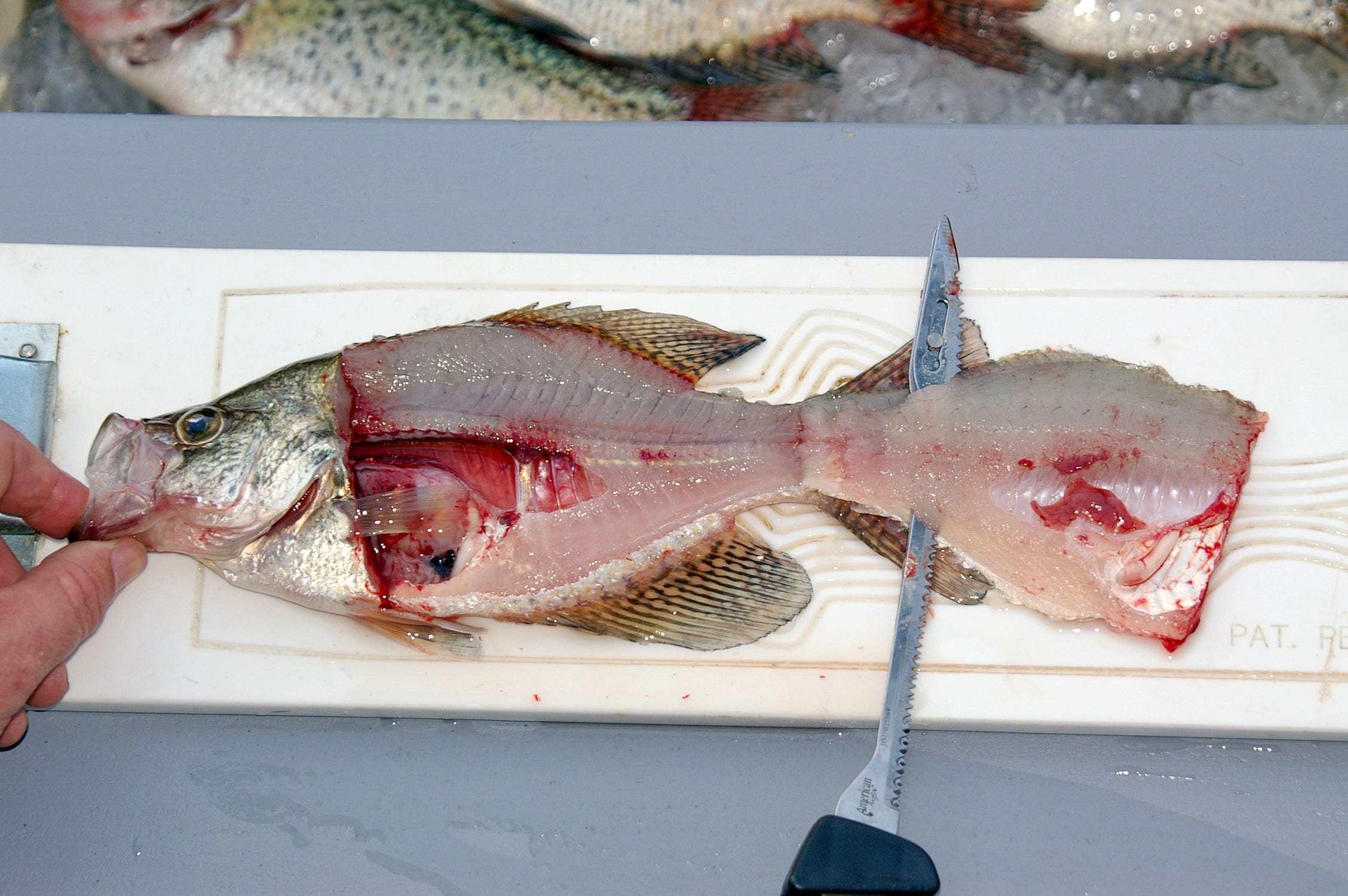 crappie cleaning process