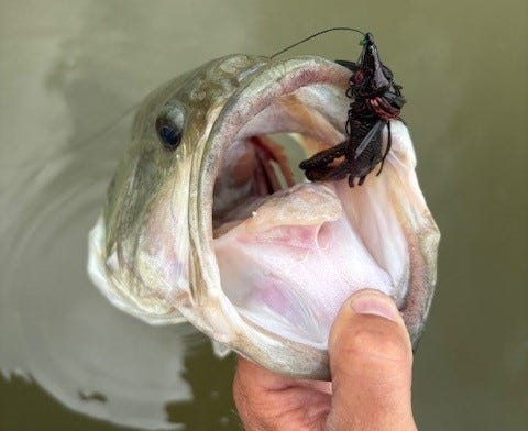 Mobster Swim Jig Largemouth