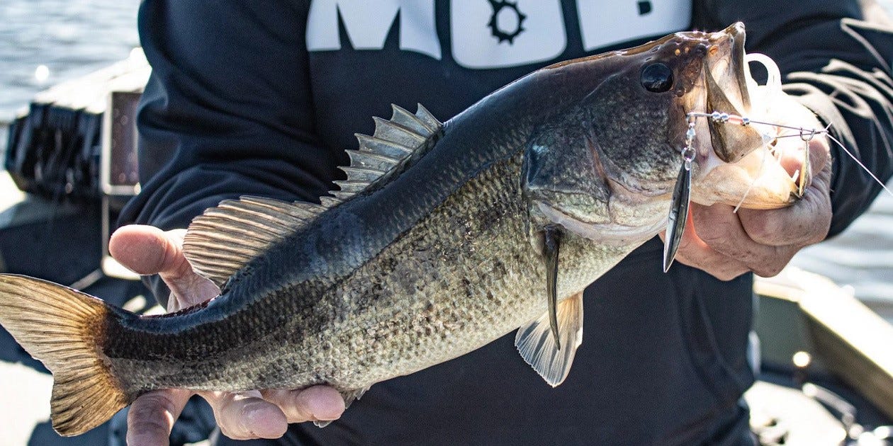 spinnerbait bass catch