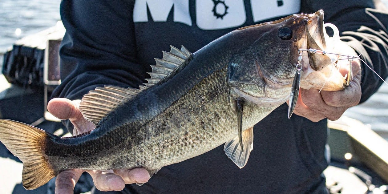 Fall Spinner bait Bass fishing 