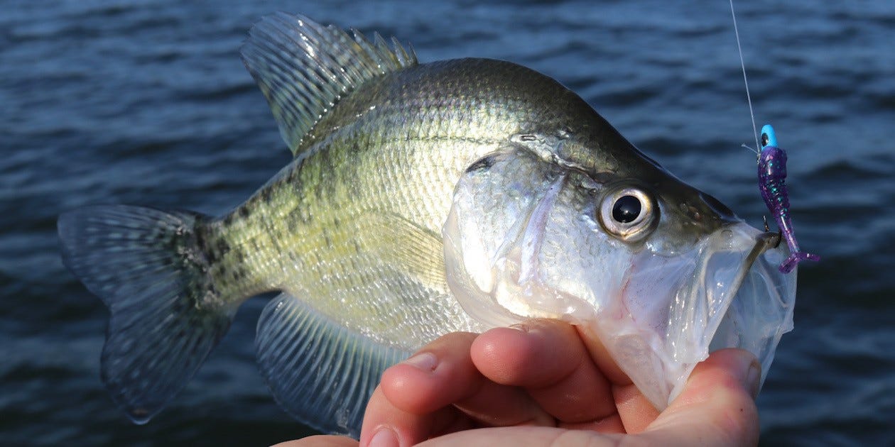 Bobby Garland Itty Bit Swim'R – Crappie Crazy