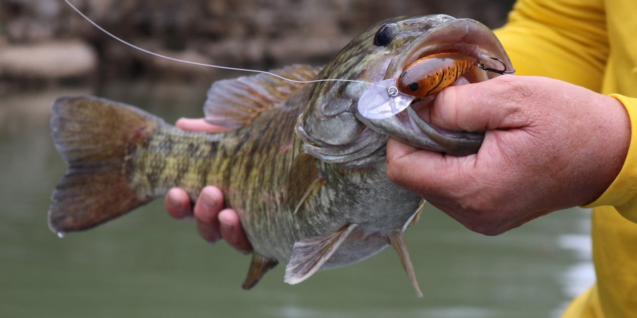 Going Old School: Why You Should Slow-Roll a Spinnerbait This Winter -  Wired2Fish