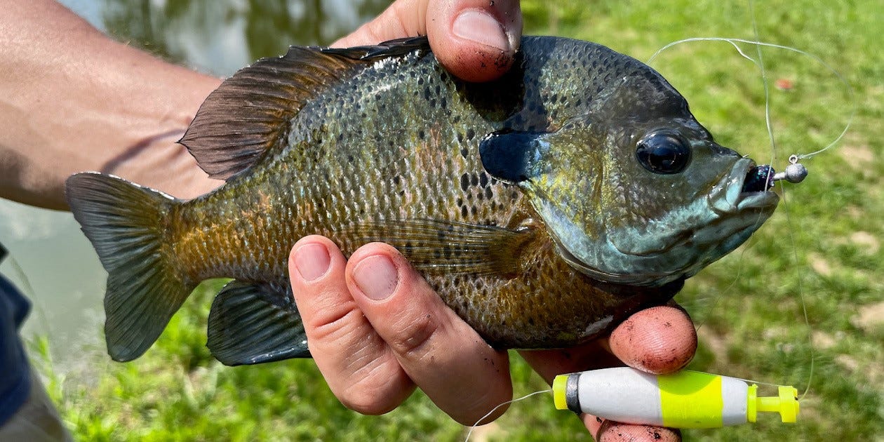 bluegill and float fishing rig