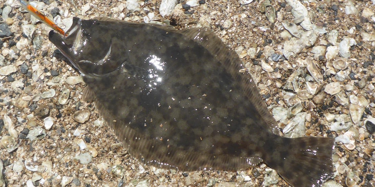 flounder caught from bank