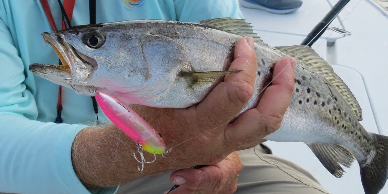 speckled trout on small topwater lure