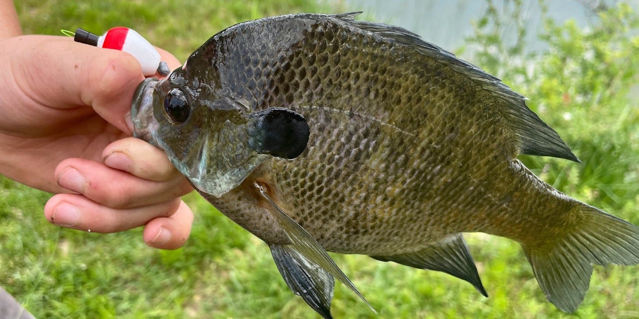 bluegill on slip bobber rig