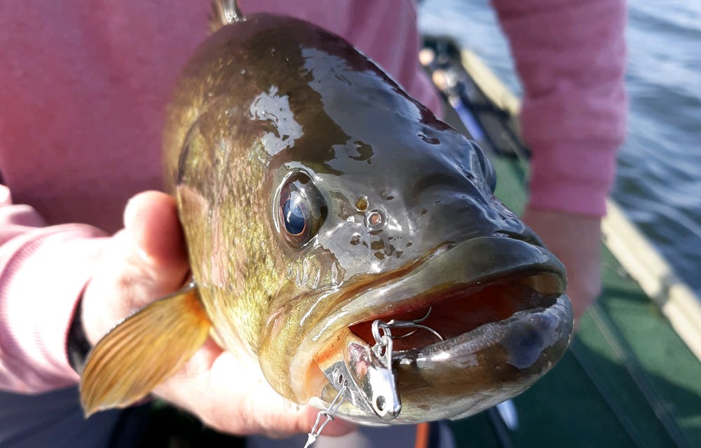 Heddon Sonar and bass