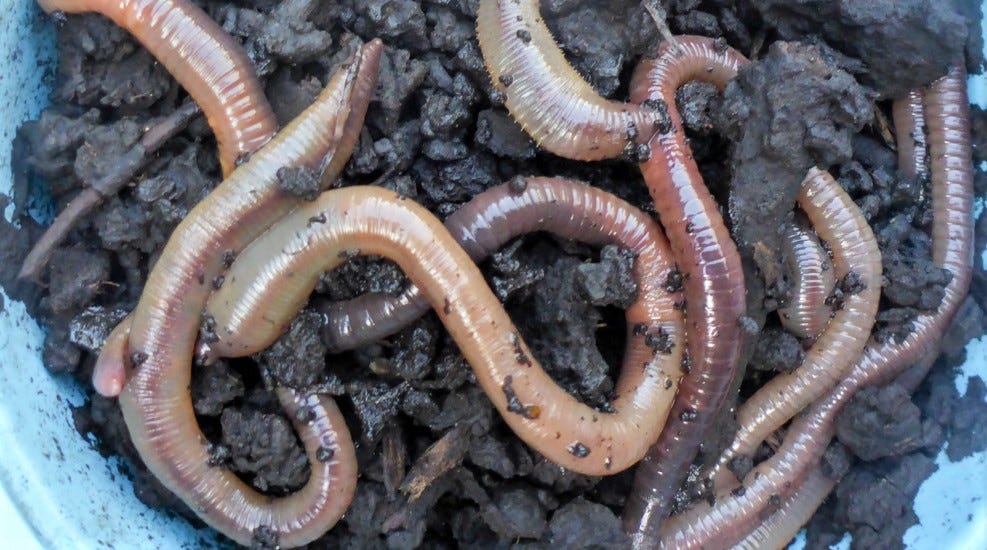 worms for fish bait