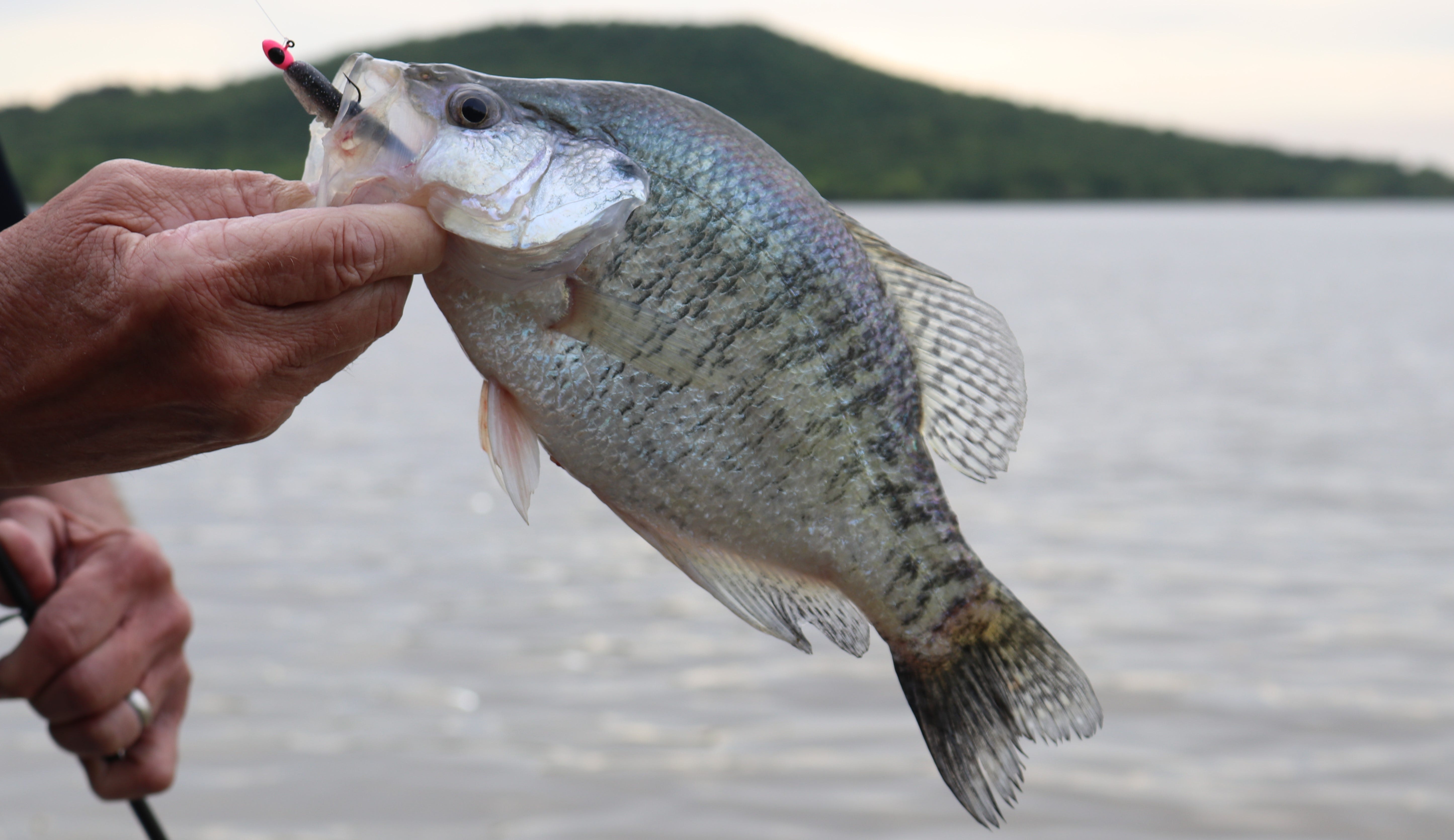 white crappie