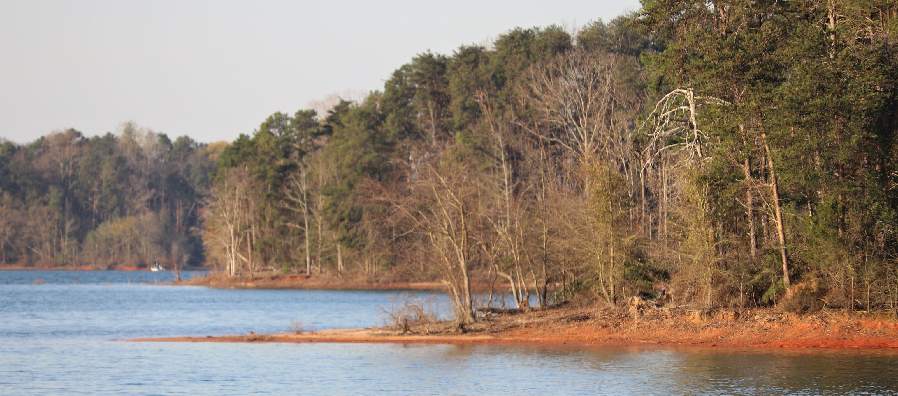 Lake Hartwell shoreline