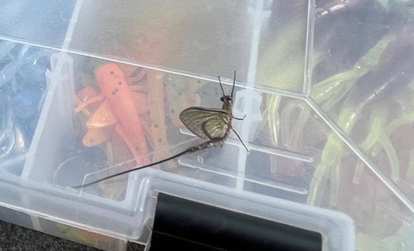 adult Mayfly