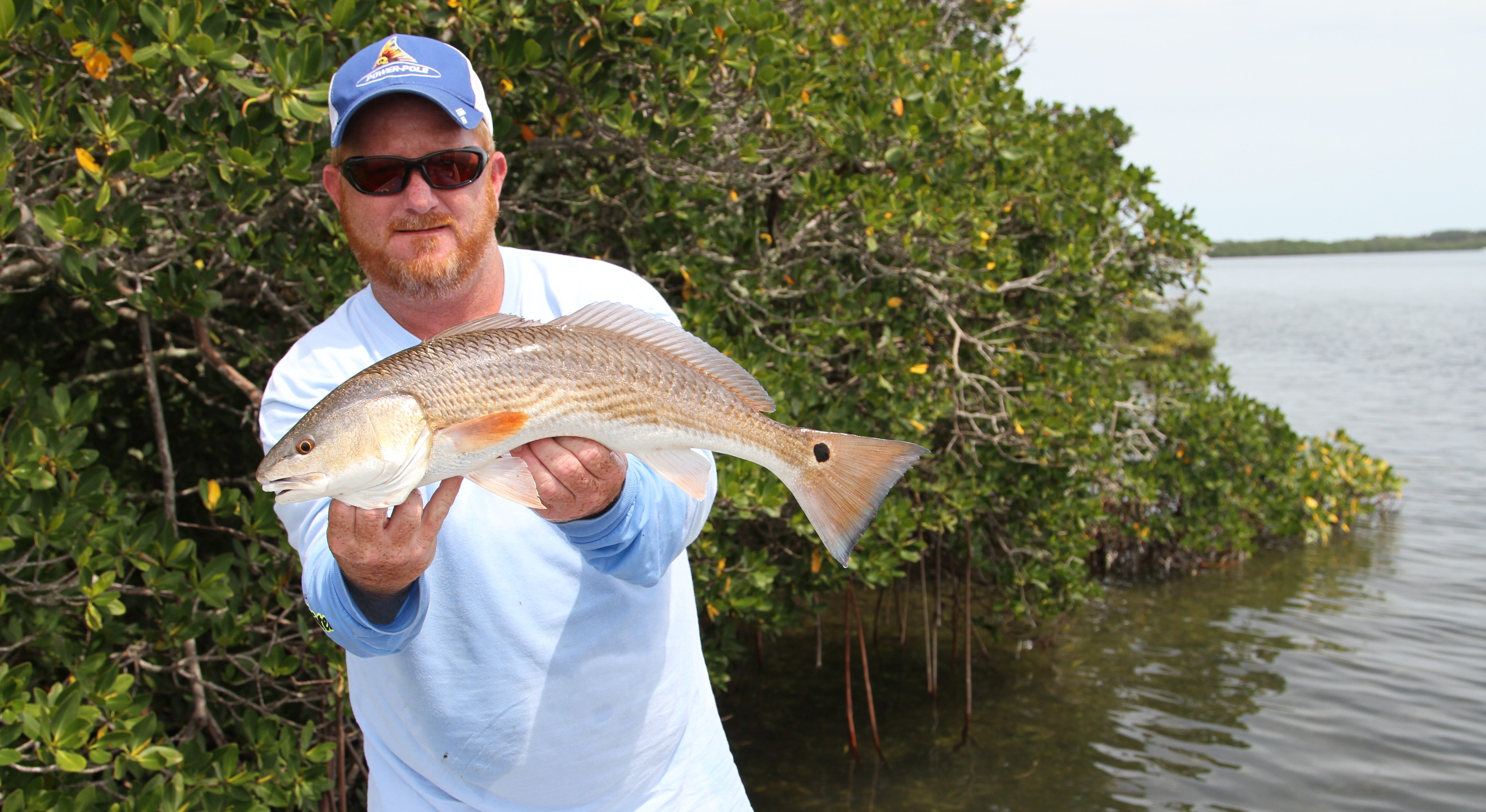 mangrove redfish catch