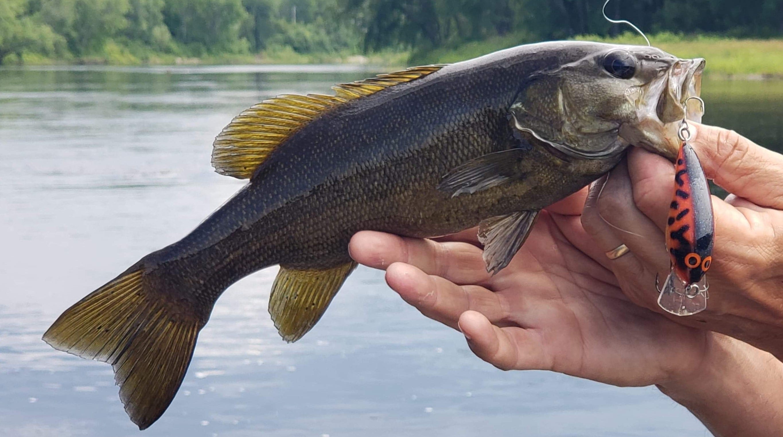 smallmouth bass on Speed N Jr