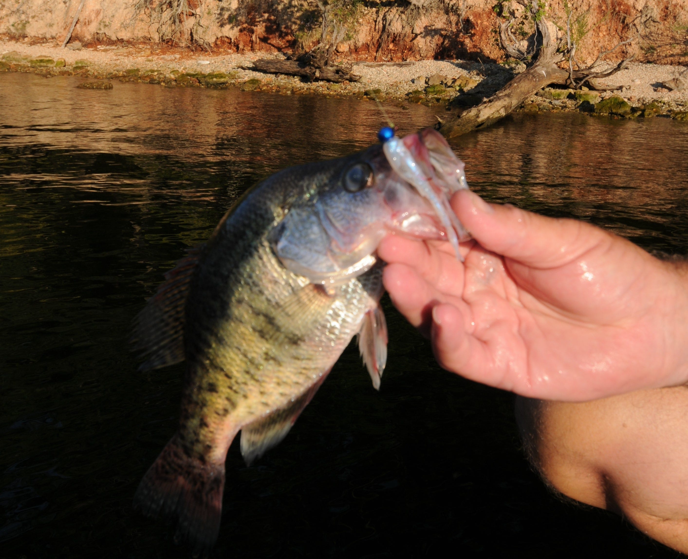 crappie on Bobby Garland bait