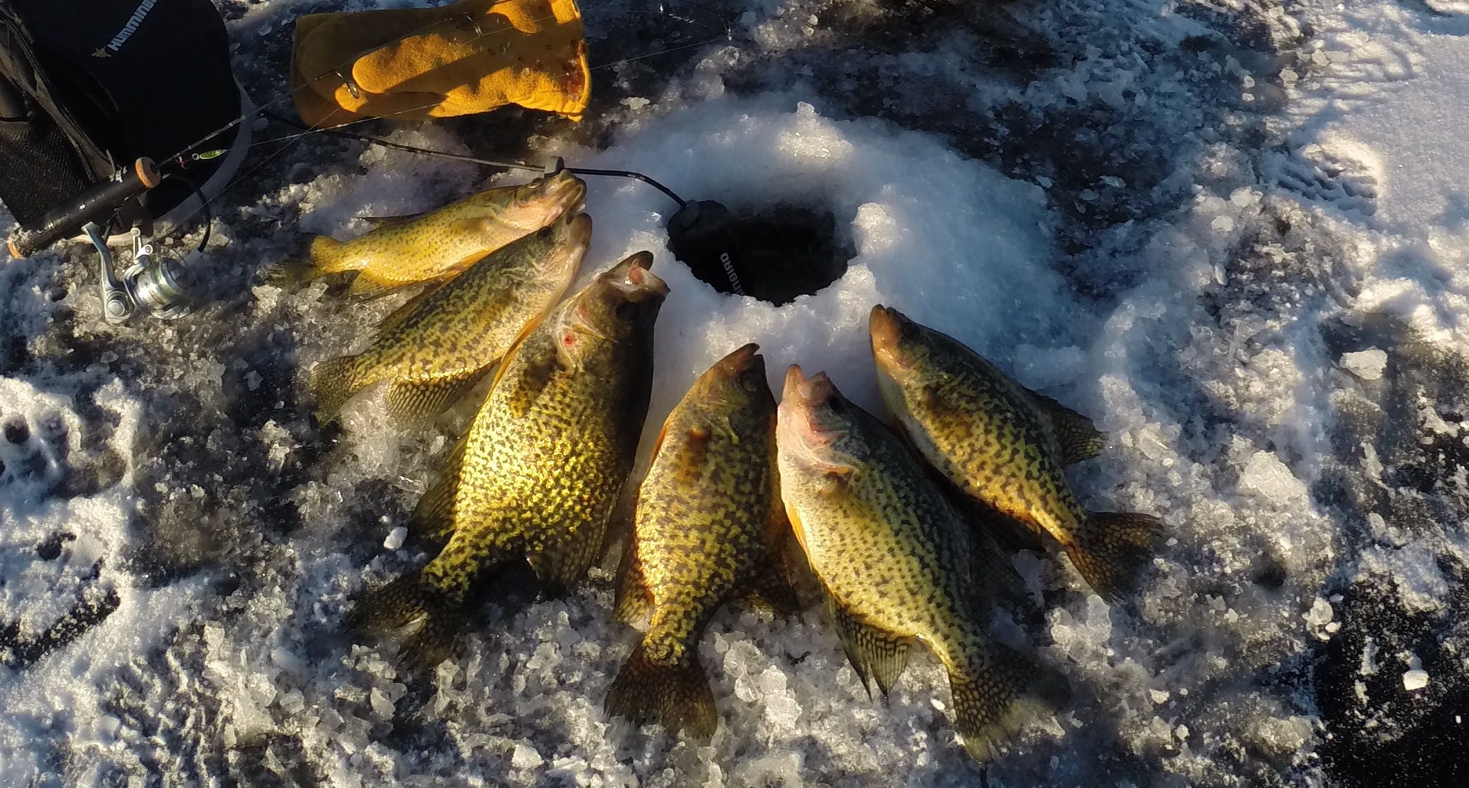 Ice Fishing Crappie Catch