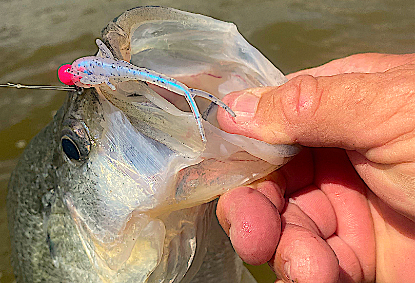 crappie on Mayfly