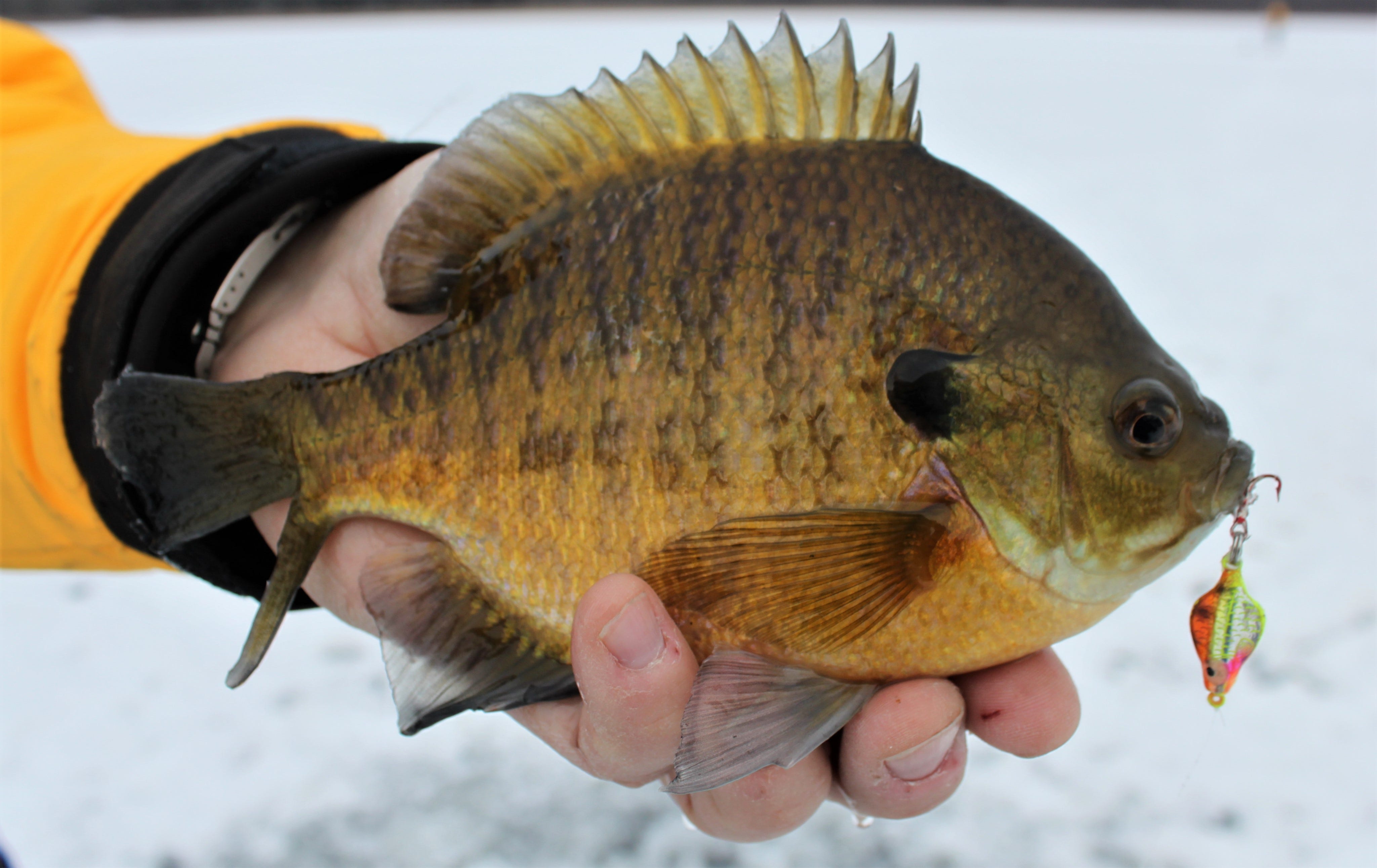 ice fishing bluegill, Lindy spoon