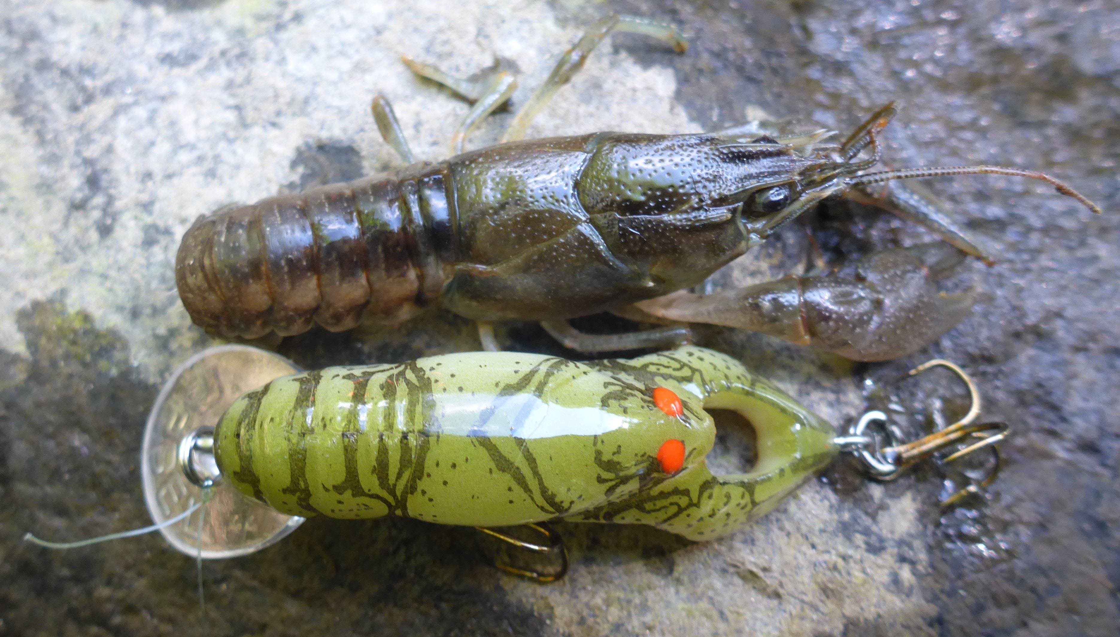 crawfish with crawfish lure