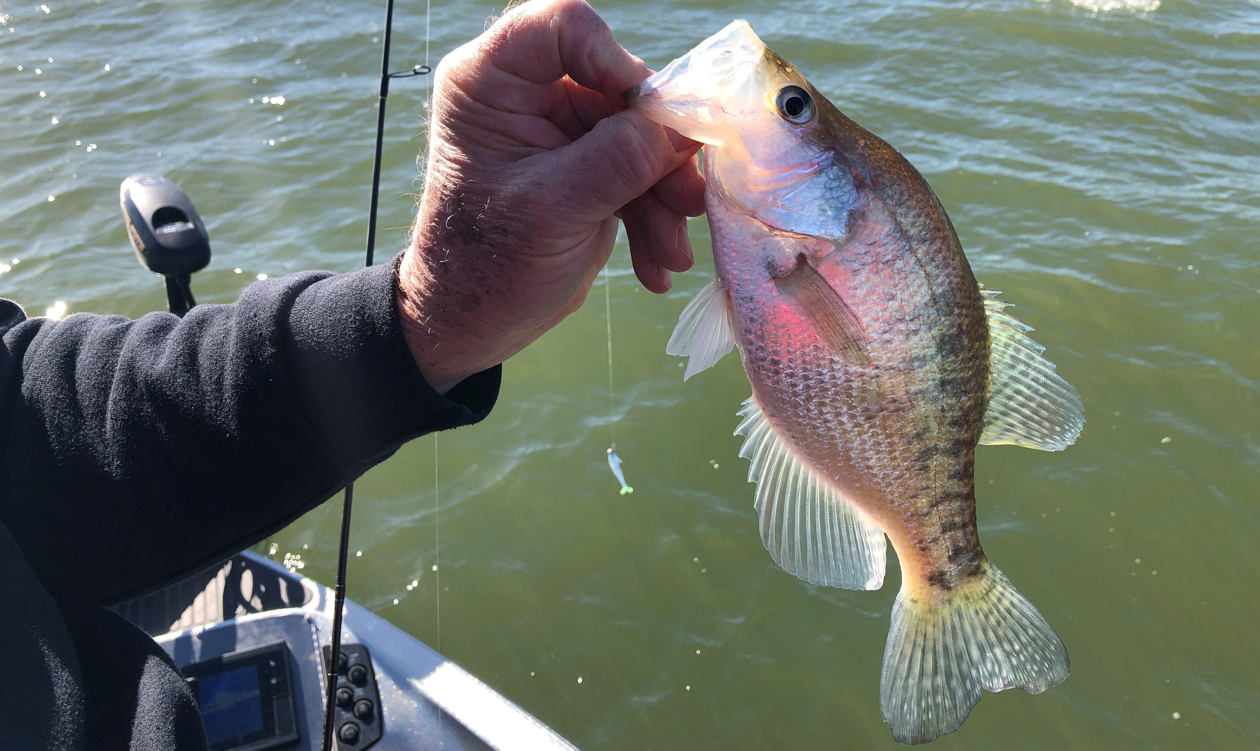 white crappie