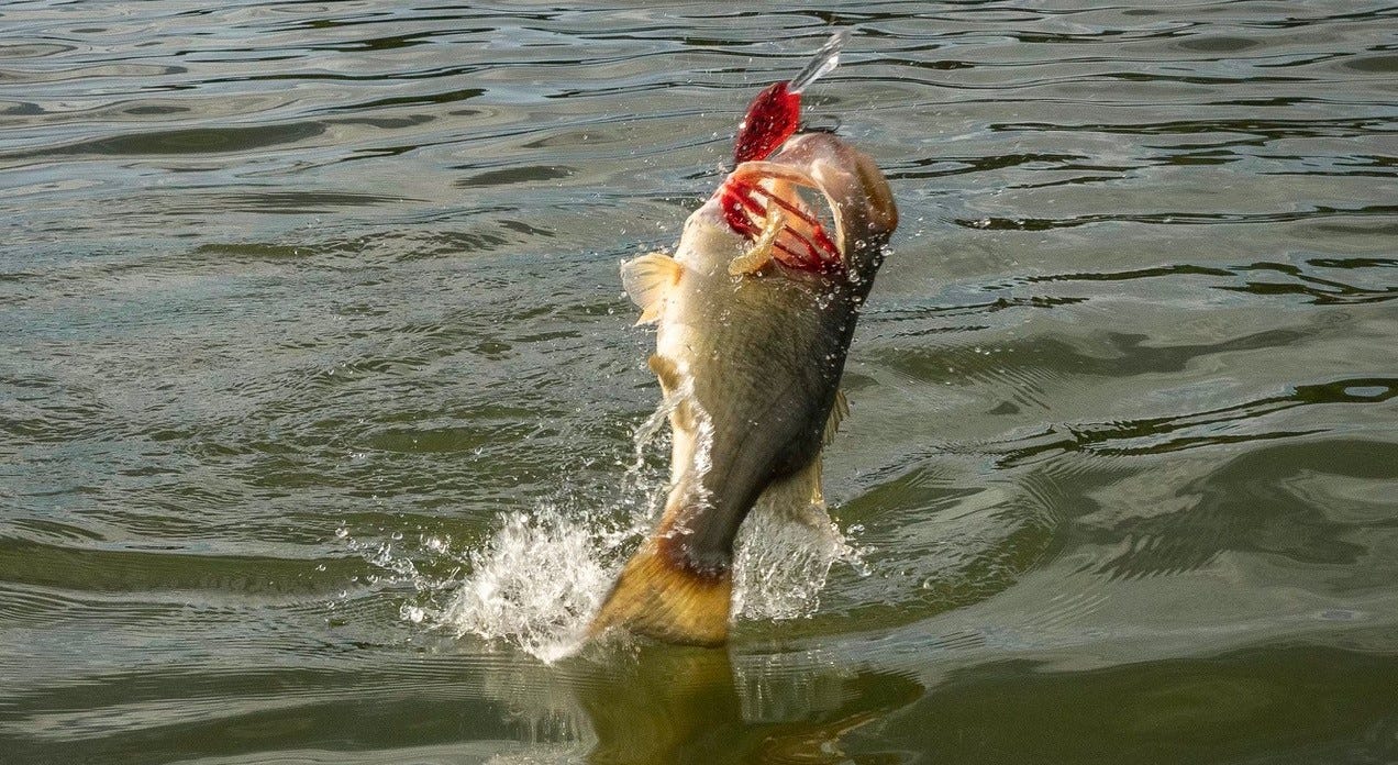 How to Find the Right Depth to Bass Fish