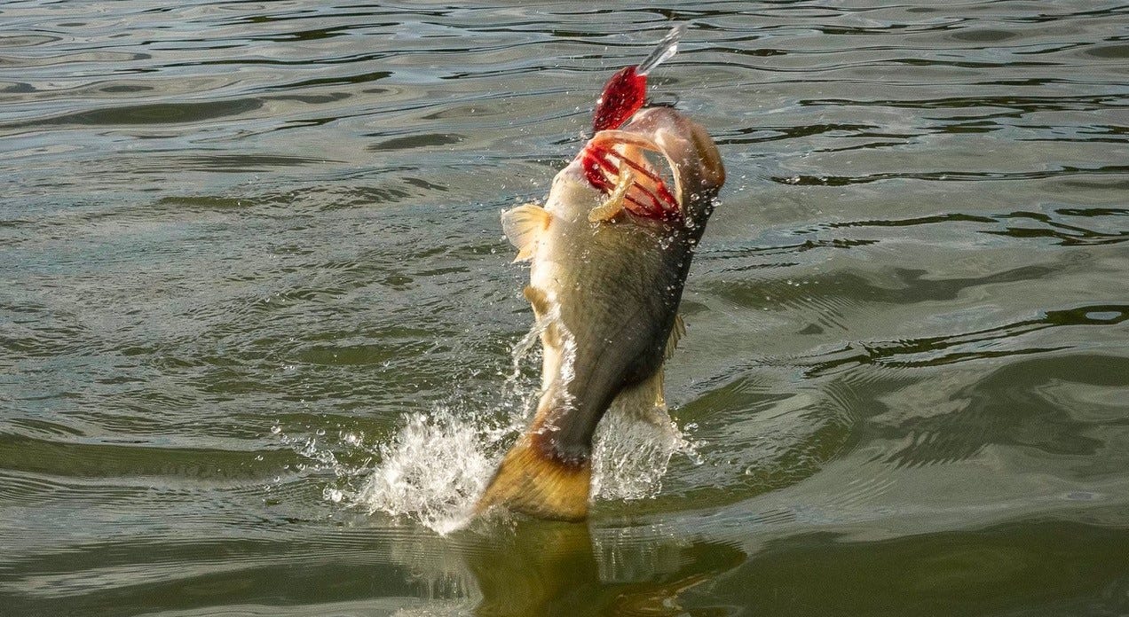 Jumping bass with crankbait