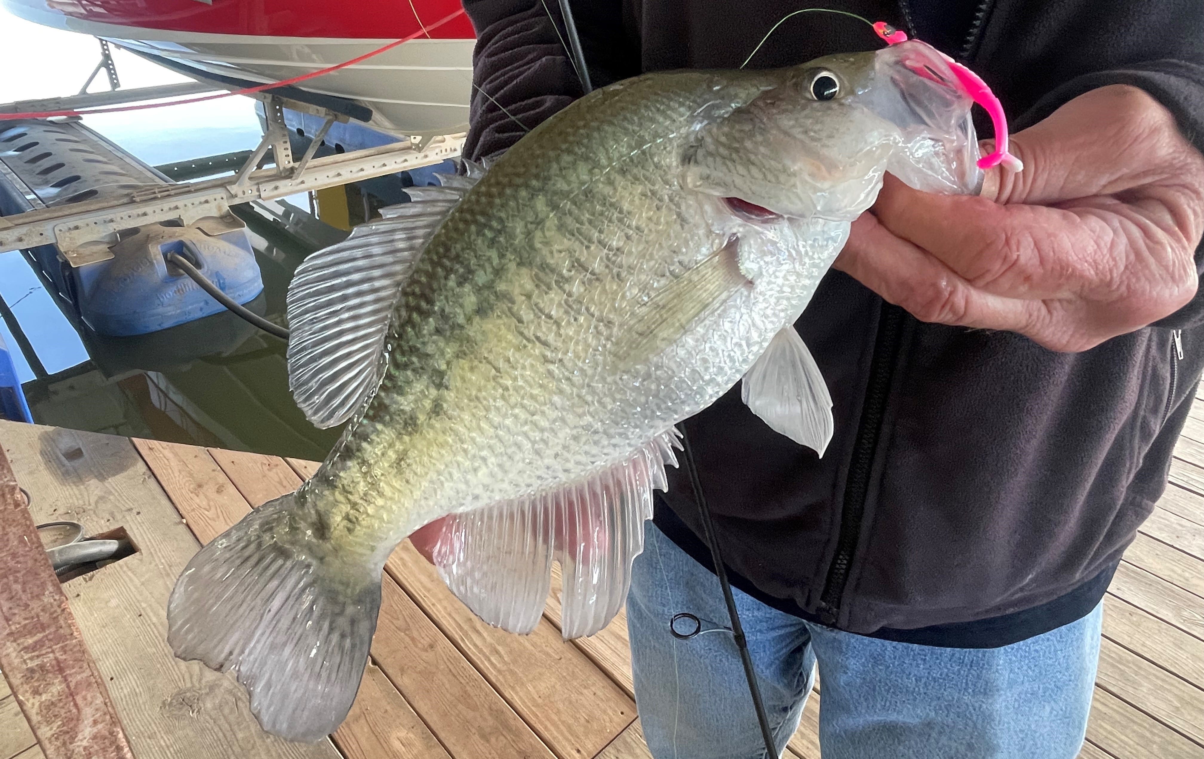 dock crappie