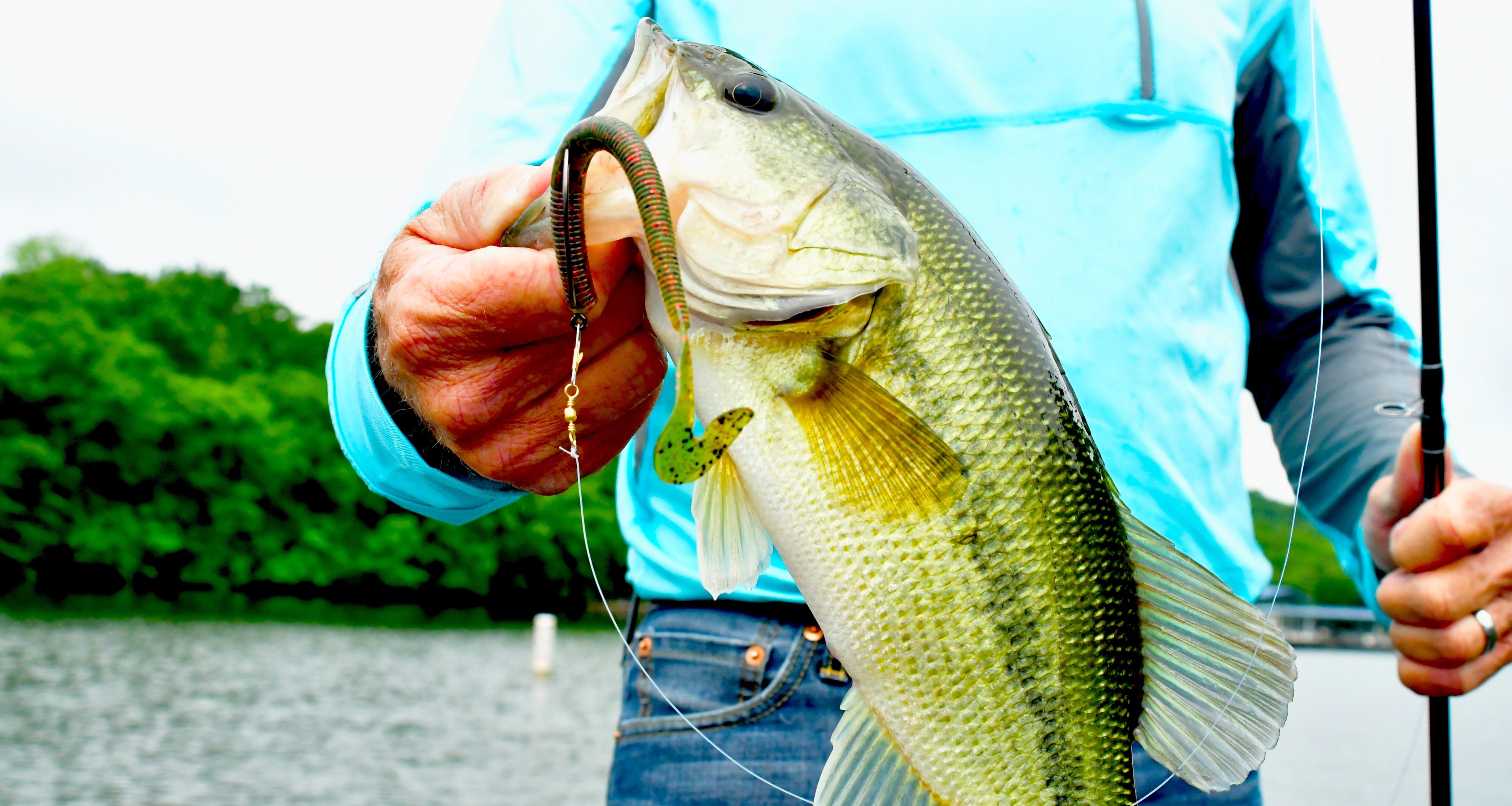 Catching Shallow Summer Bass