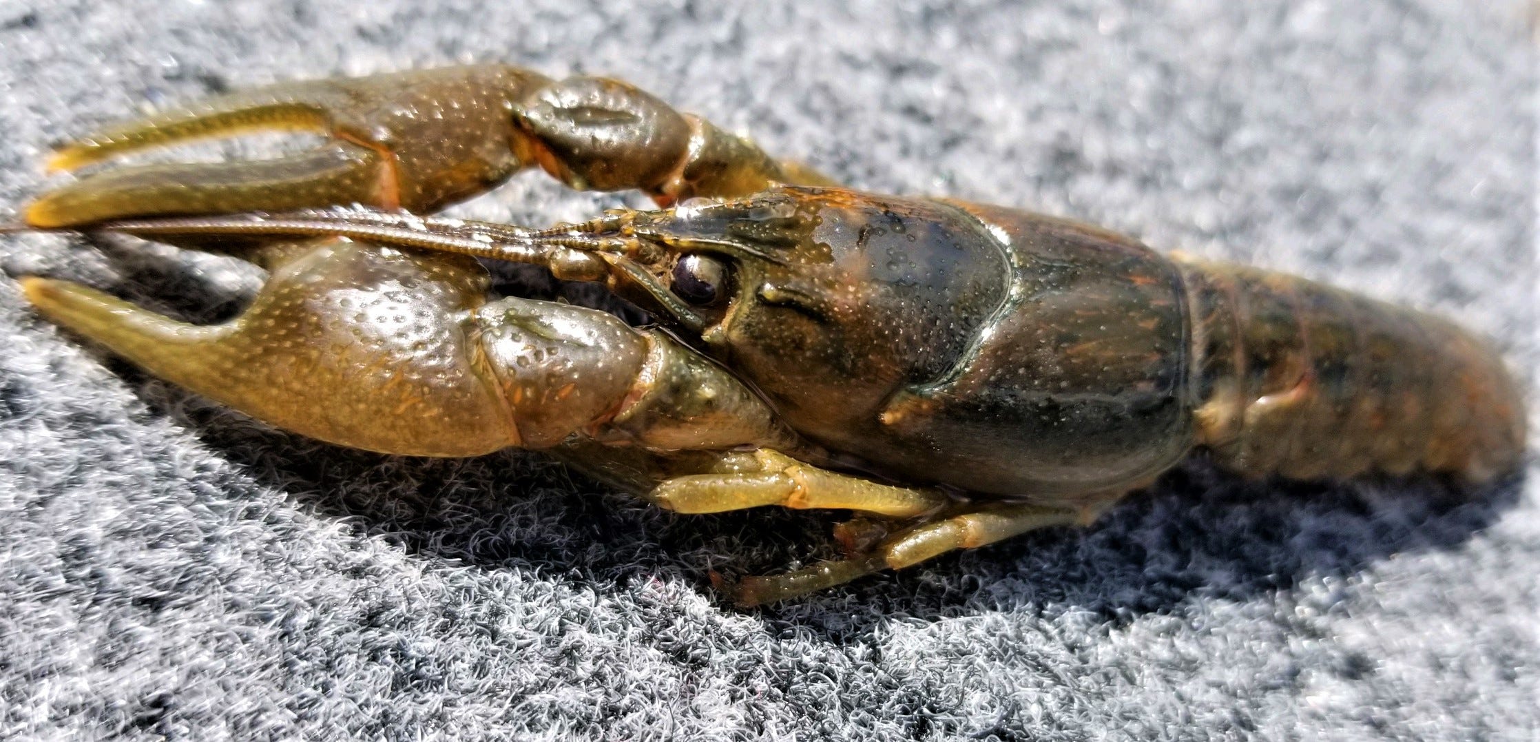 crawfish