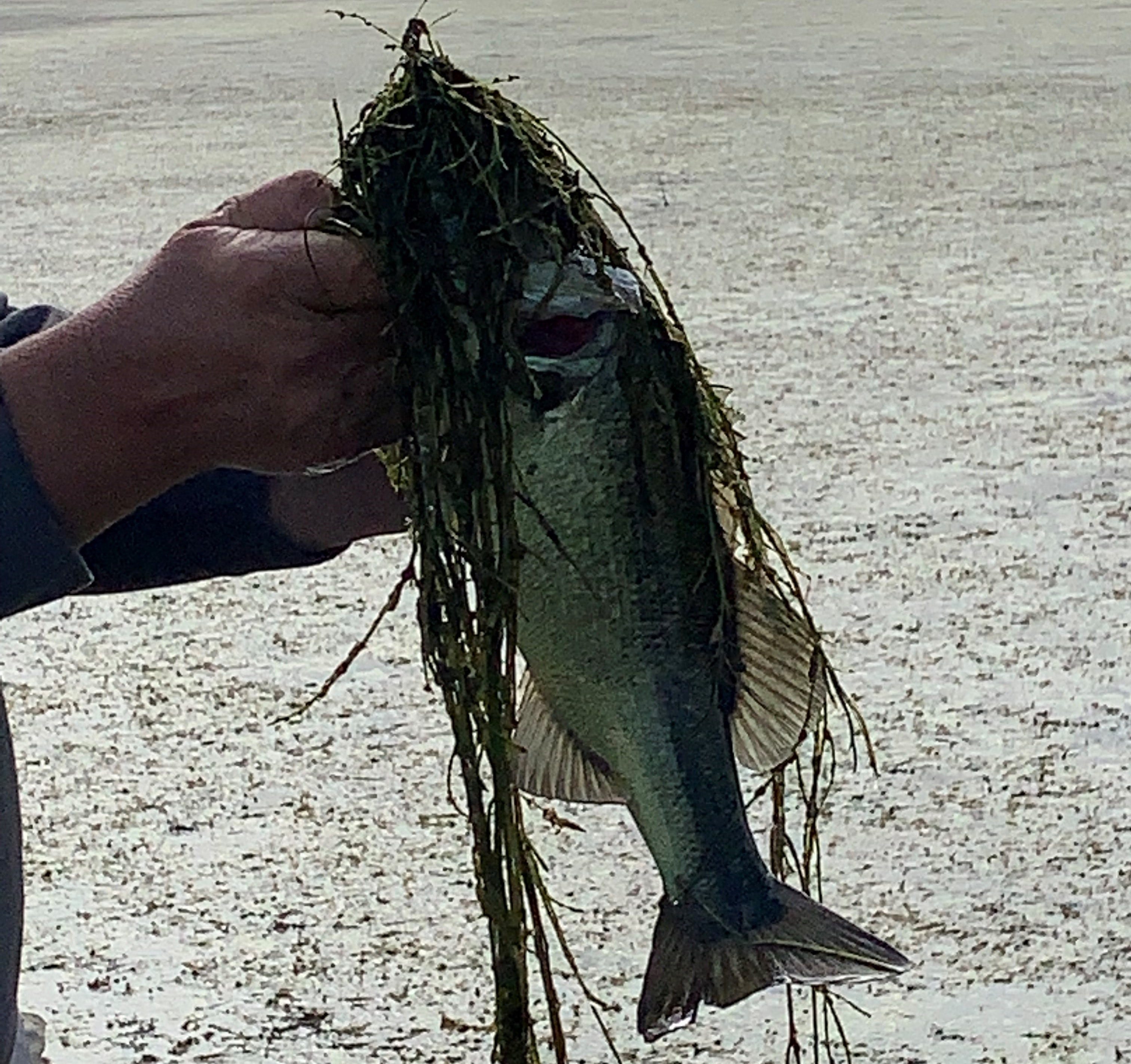 largemouth bass caught from grass