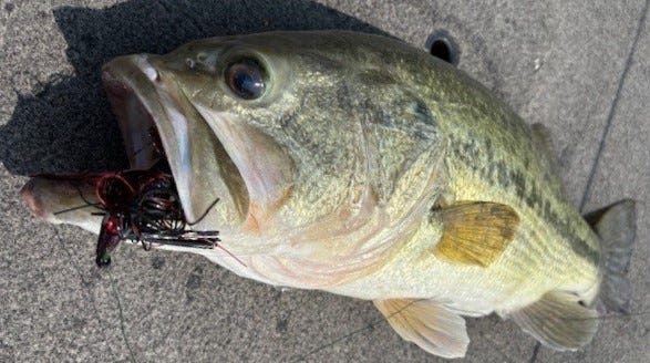 largemouth bass on Mobster Swim Jig