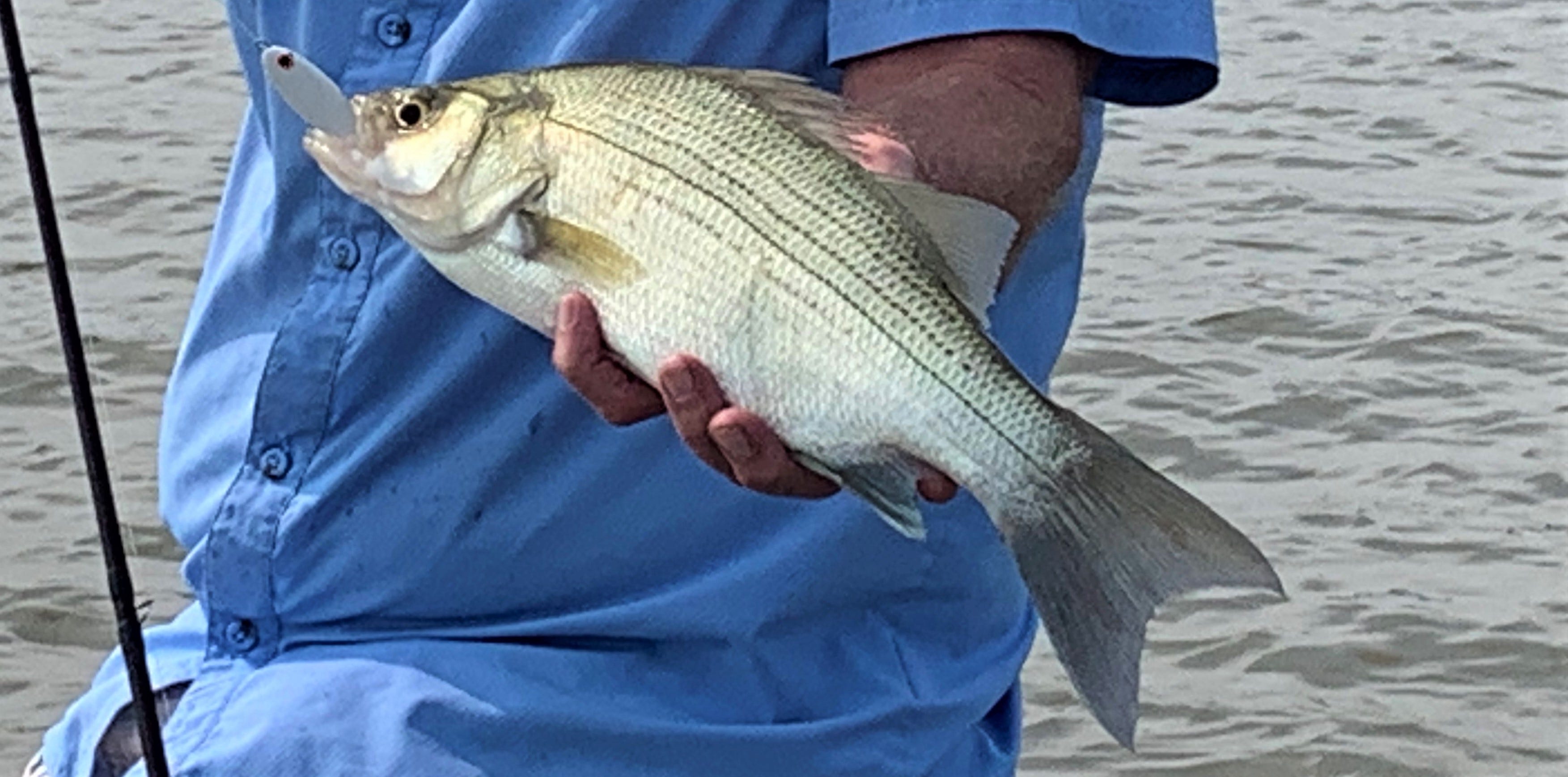 Slab Spoon white bass