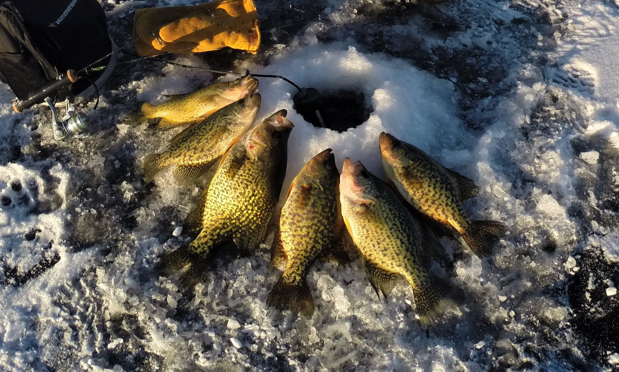 crappie catch on ice