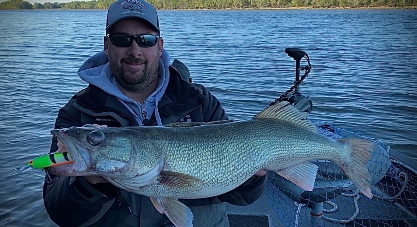 walleye trolling catch