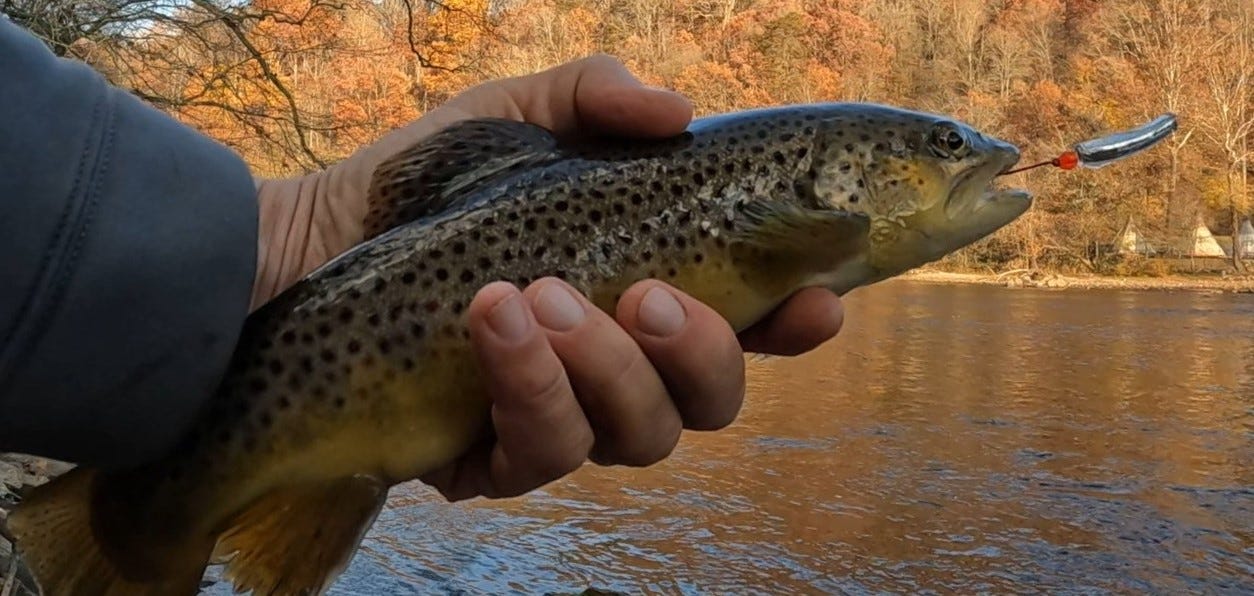 Tasmanian Devil Trout