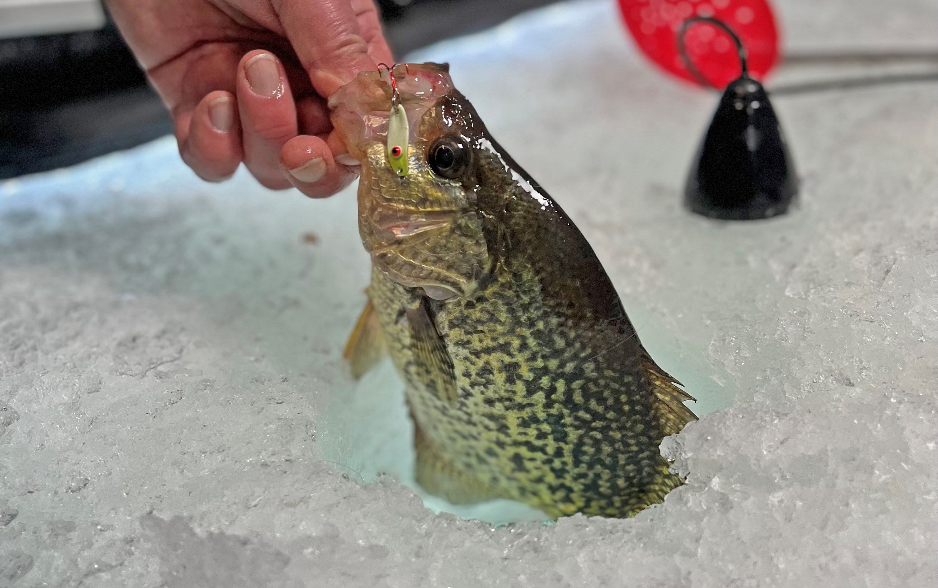 Ice Crappie on Rattl'n Quiver Spoon