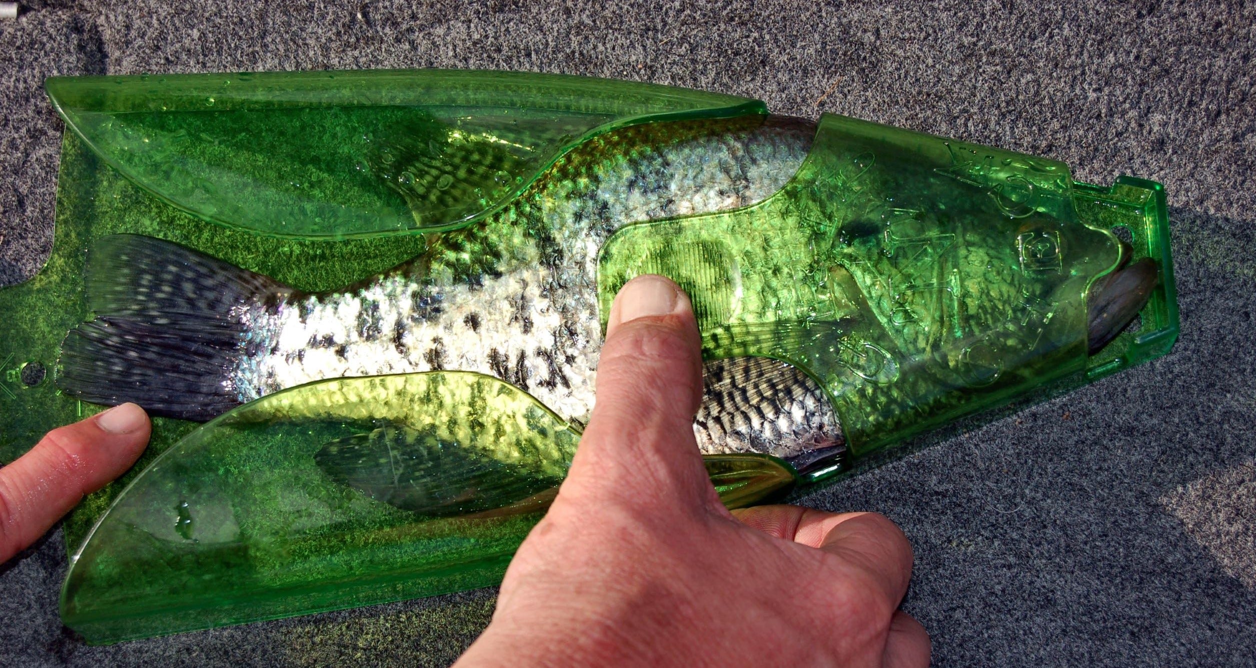 crappie measuring