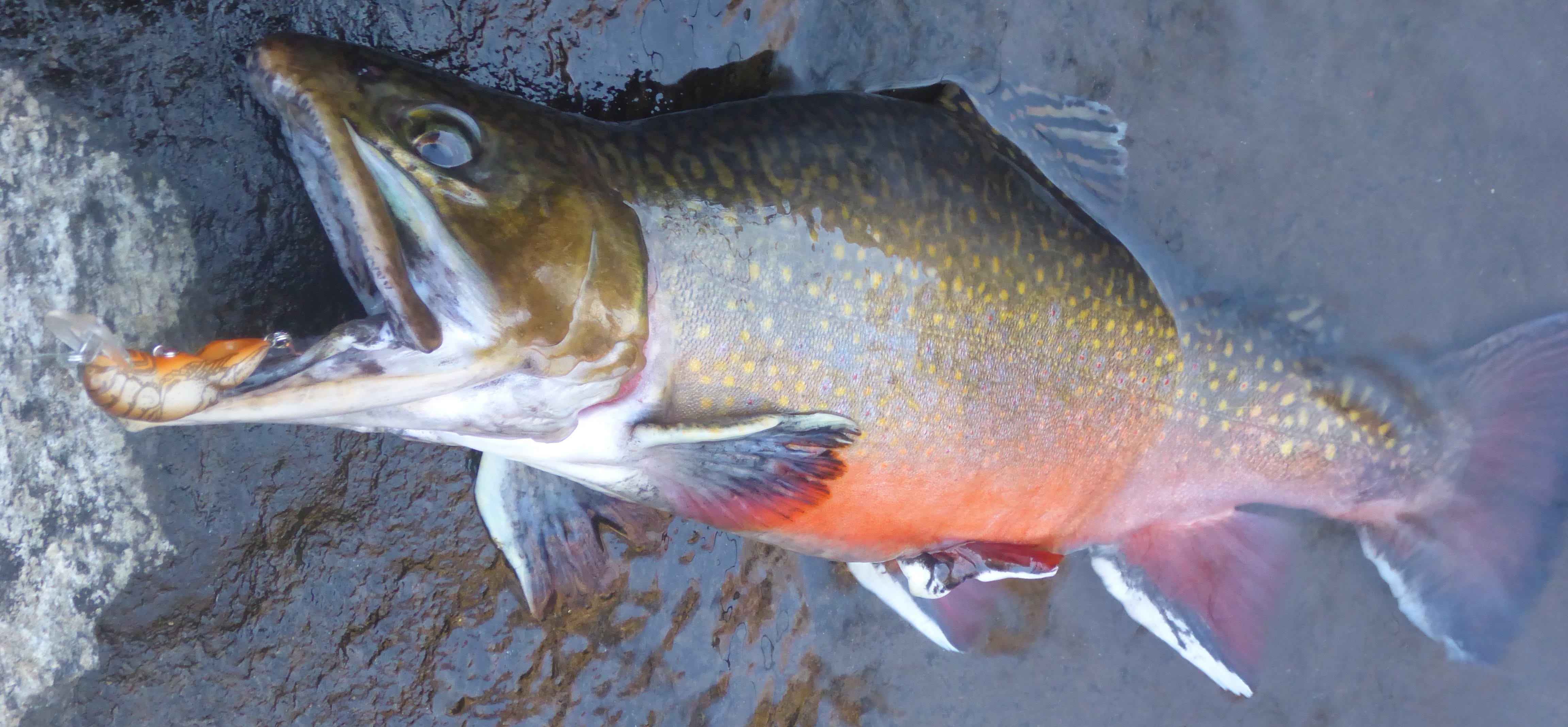 Catch More Trout by Understanding Trout Species Behavior