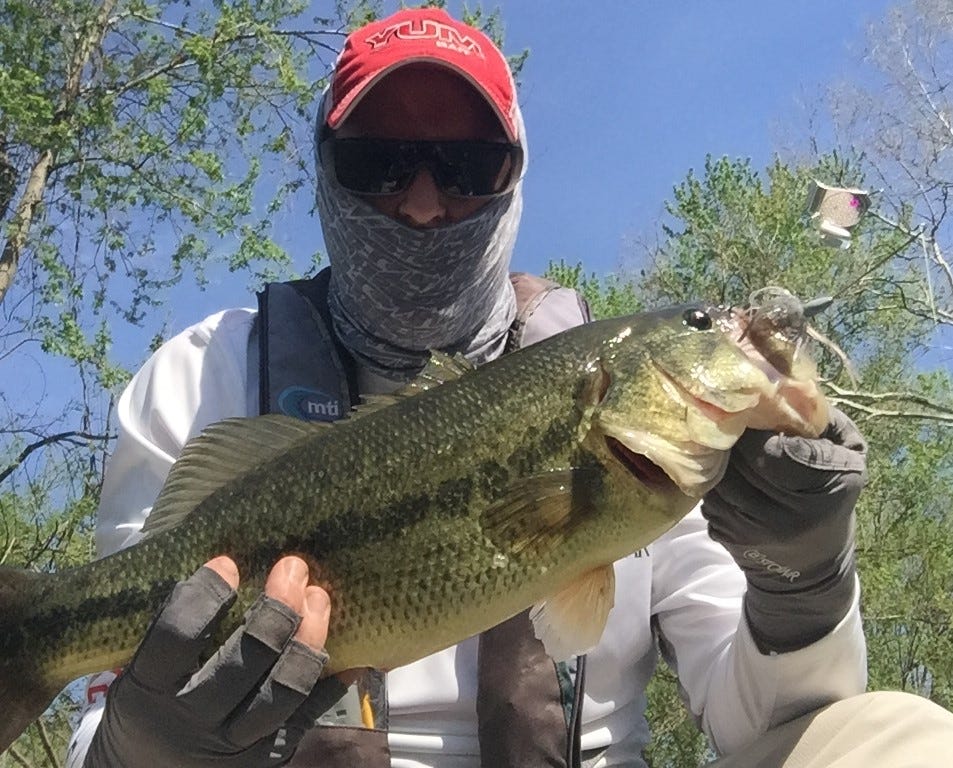 largemouth bass on buzzbait