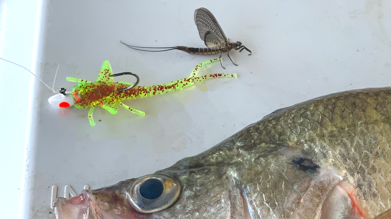 mayfly and Mayfly crappie lure