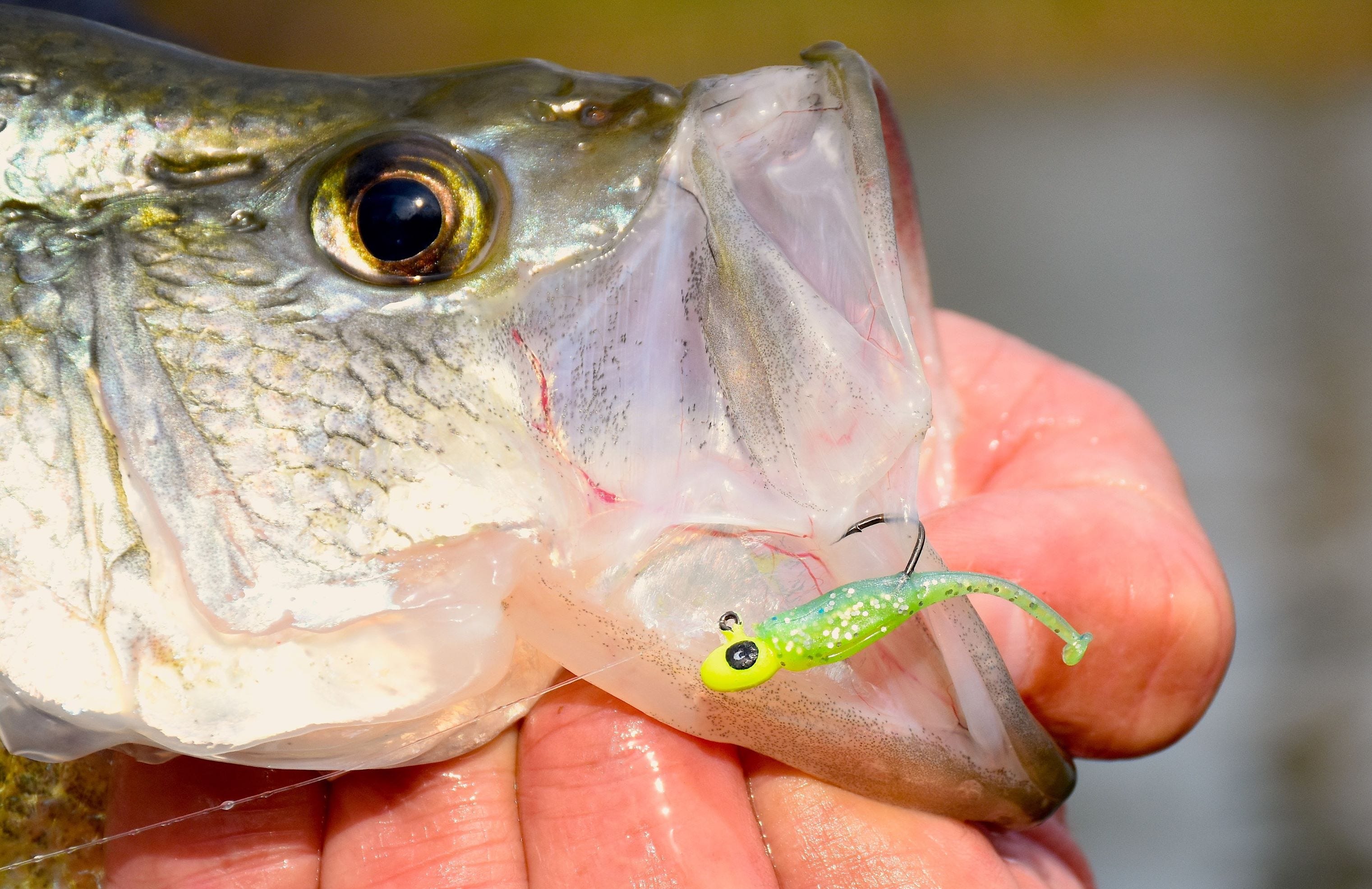 Crappie on Itty Bit Swim'R and Overbite Sickle Jighead
