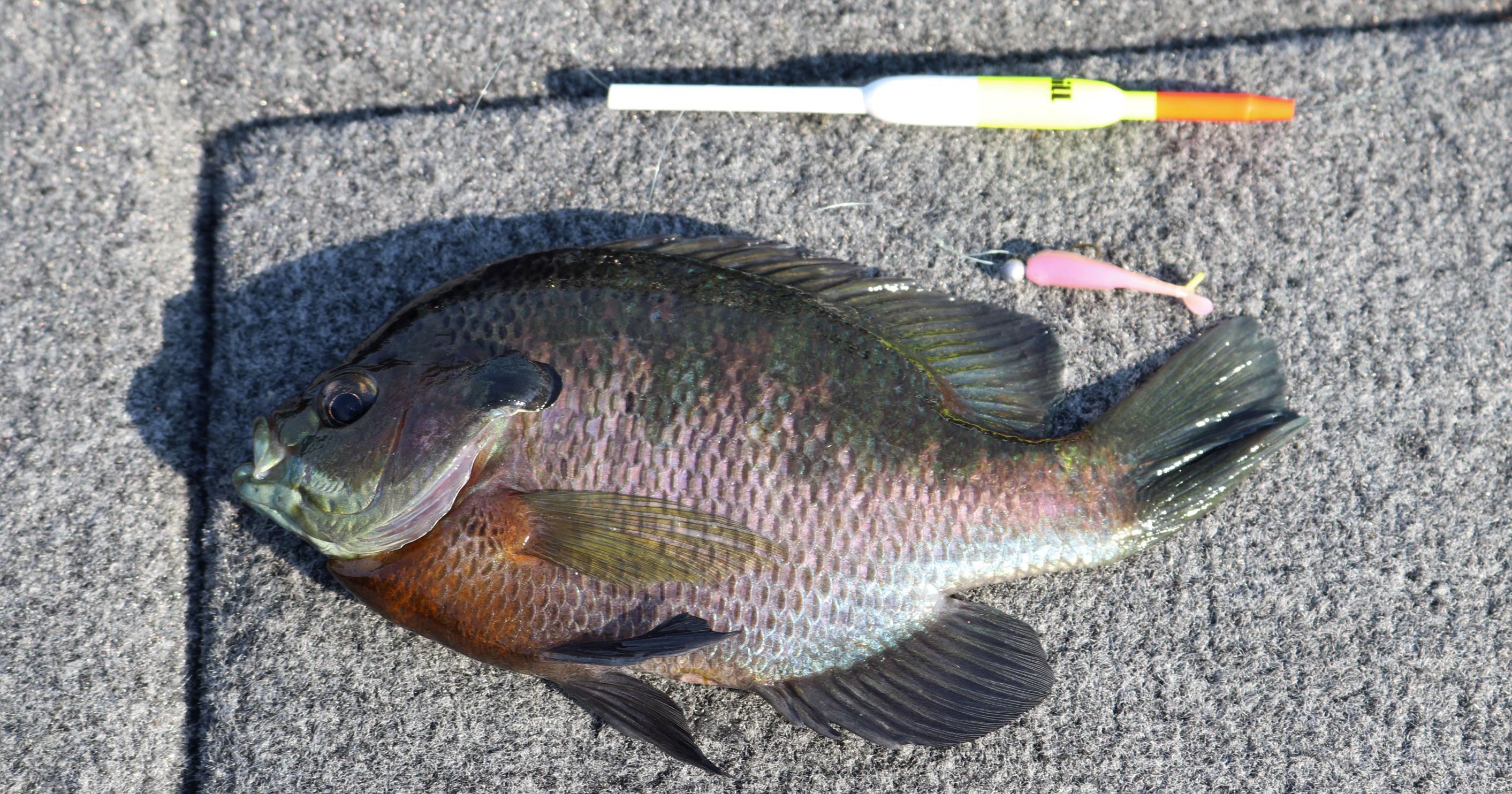 bluegill on jig under float