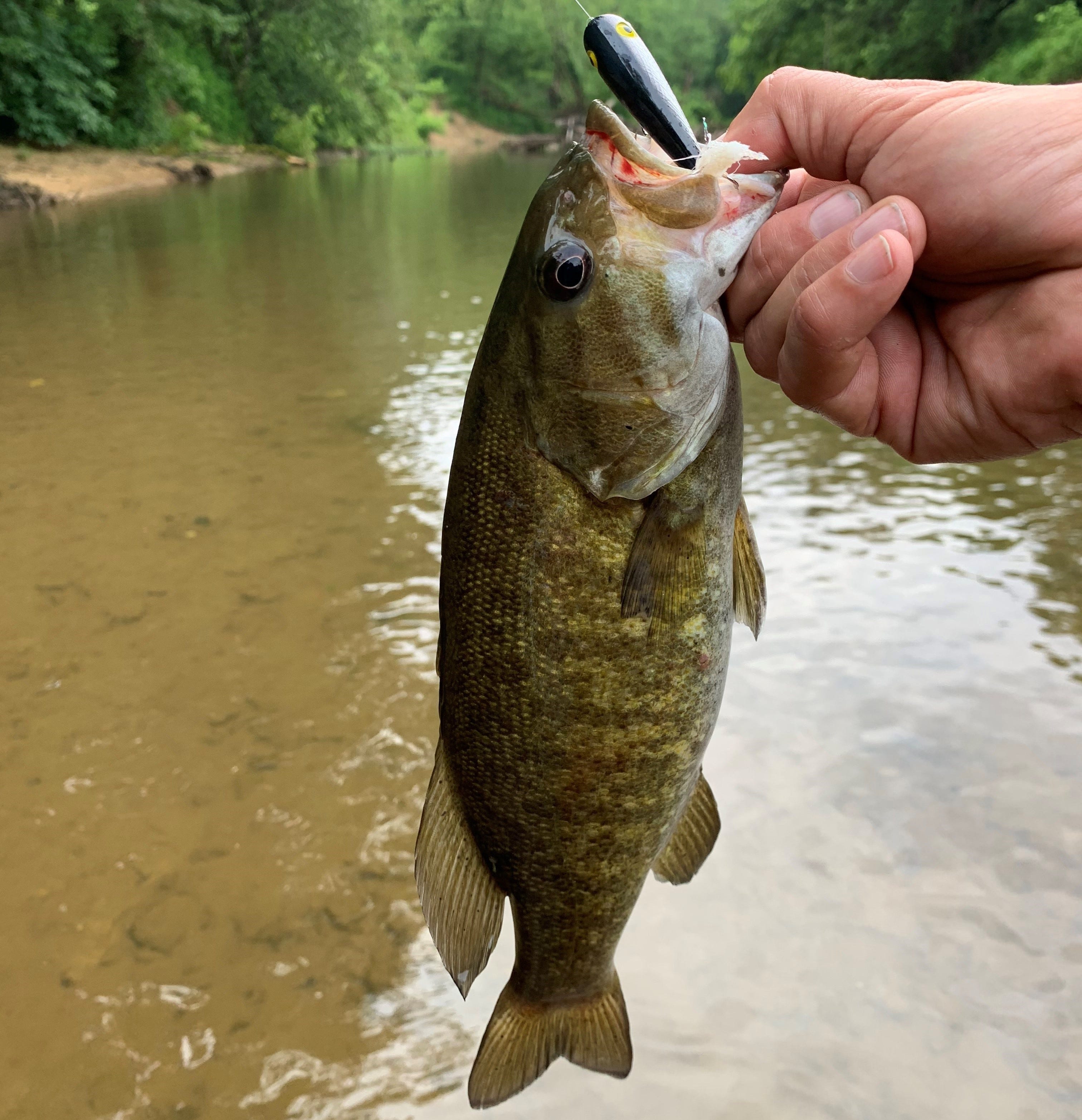 creek smallmouth on topwater lure