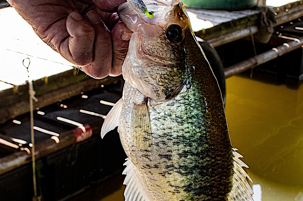 dock crappie