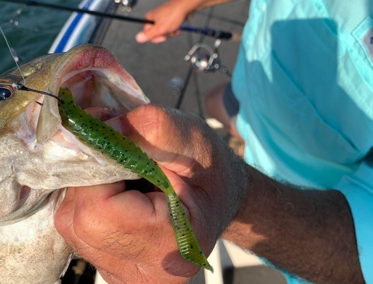 How to Catch Early-Summer Smallmouth Bass