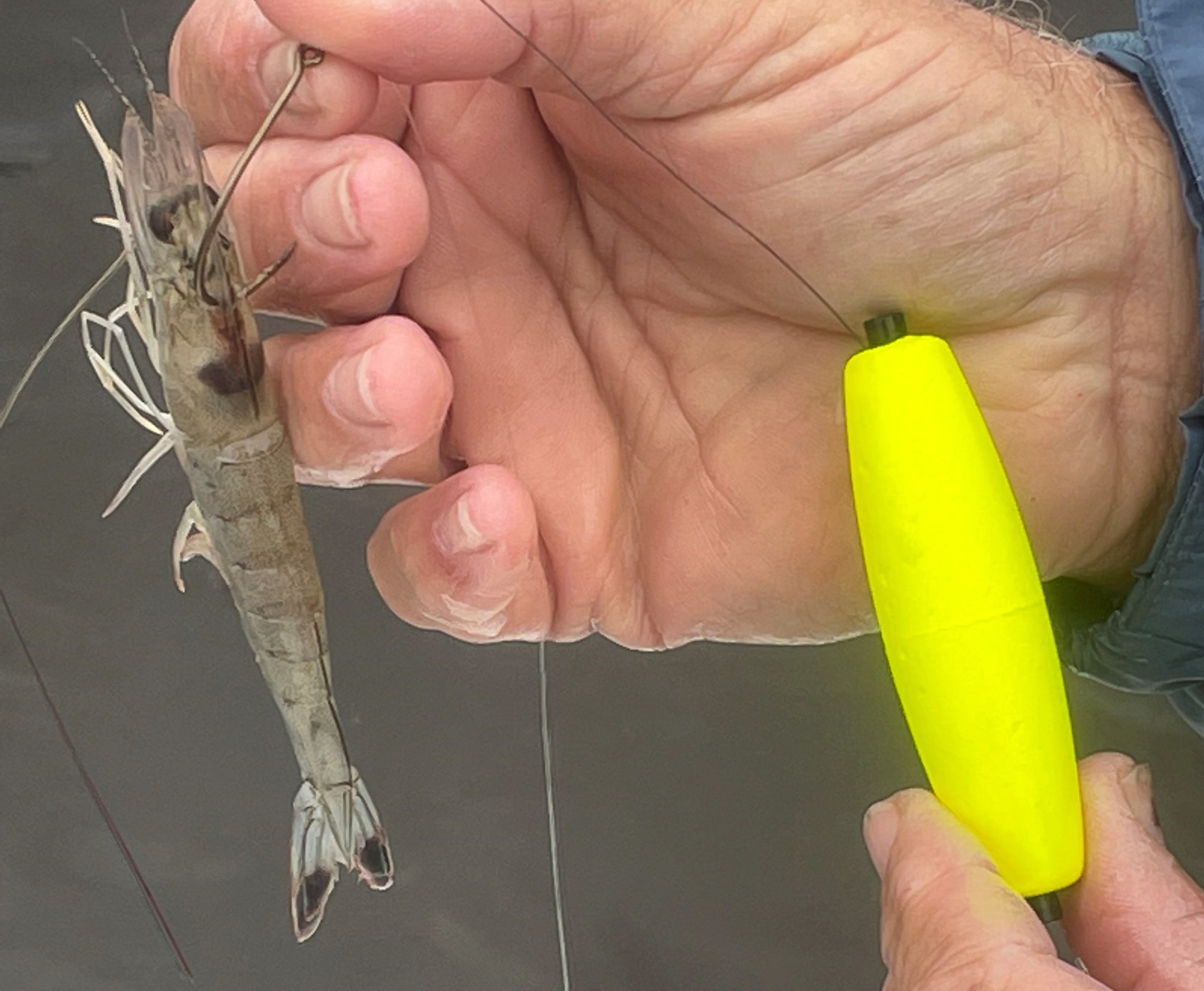 live shrimp on float rig