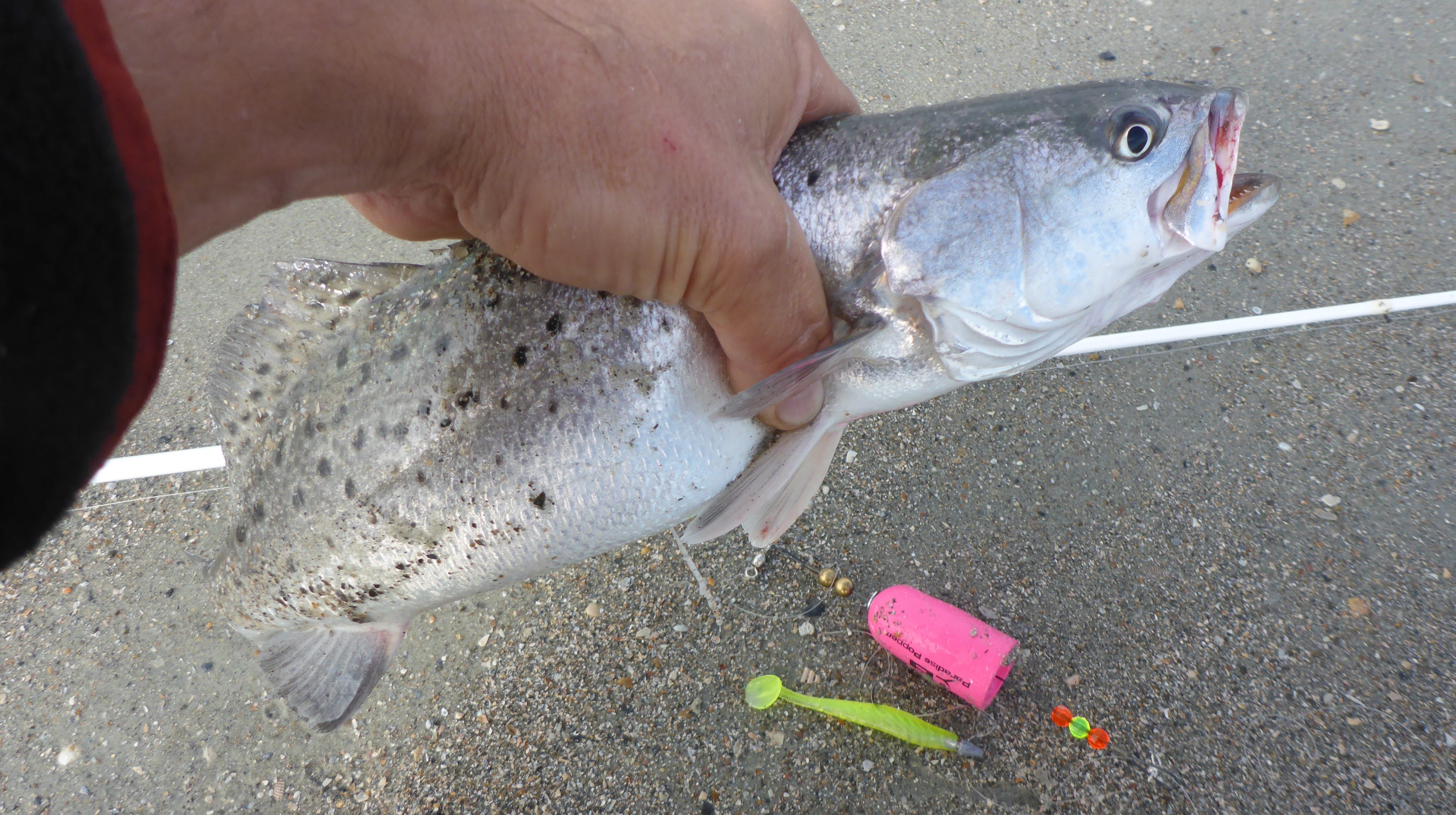 speckled trout on popping cork rig